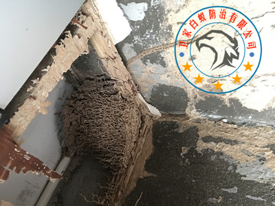 南海桂城白蚁防治所公司<您身边的白蚁专家>指定上门灭治白蚁除杀白蚁中心-桂城和